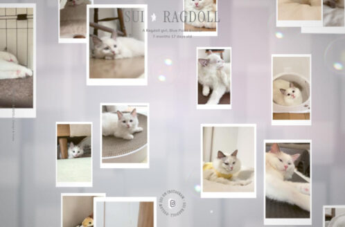 SUI – RAGDOLL | 動物・ペットのWebデザイン